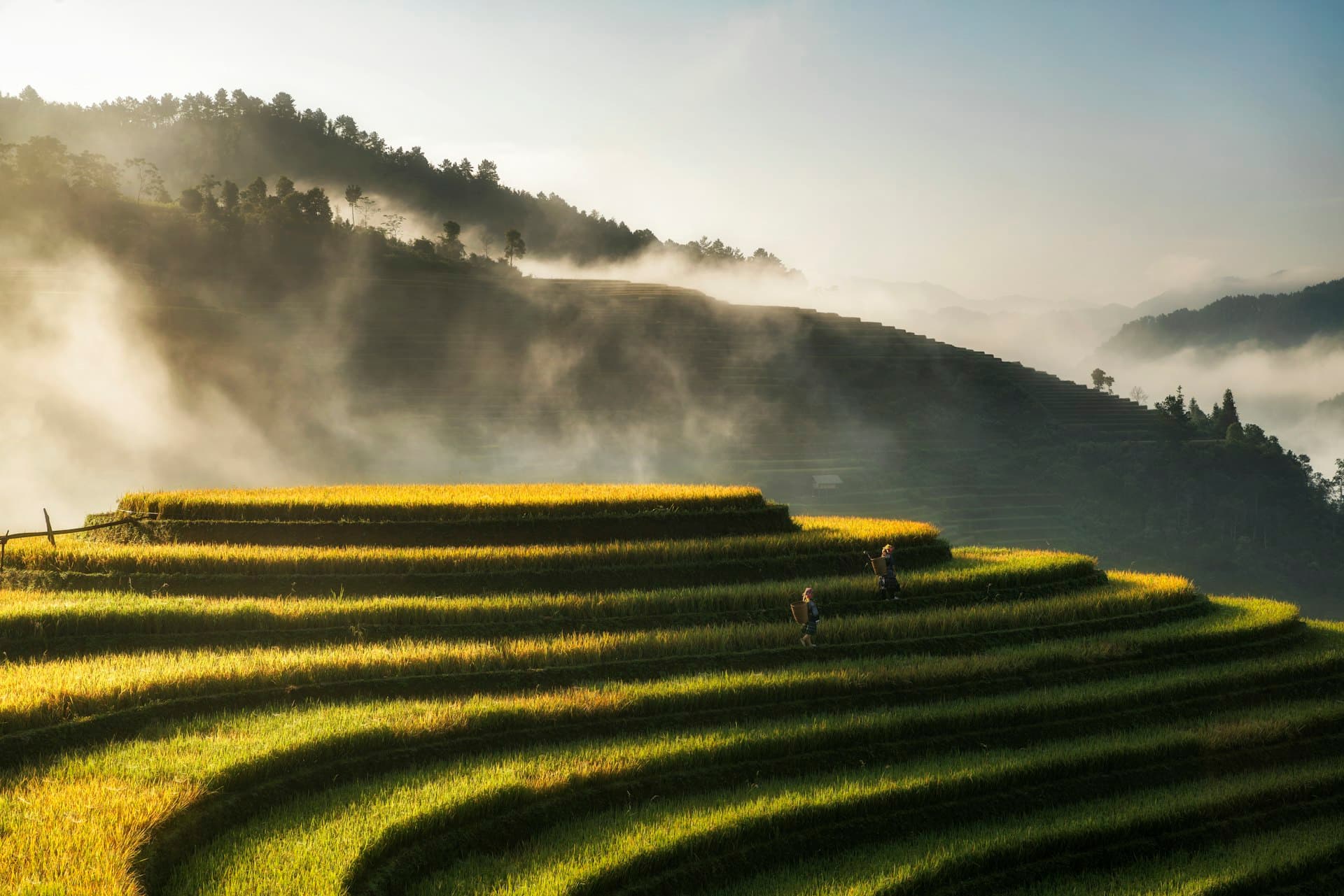 Sapa