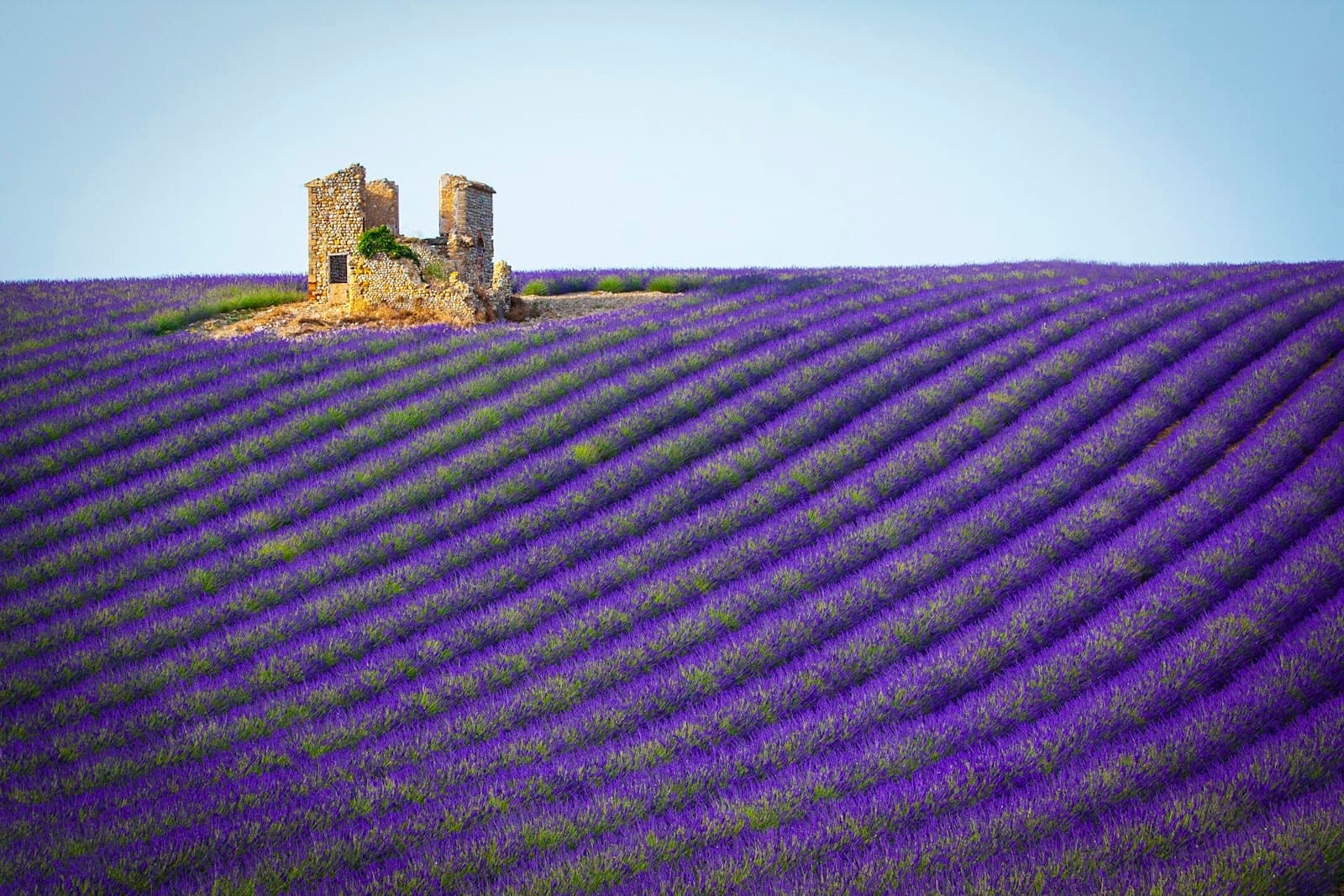 Aix-en-Provence — a field of lavender