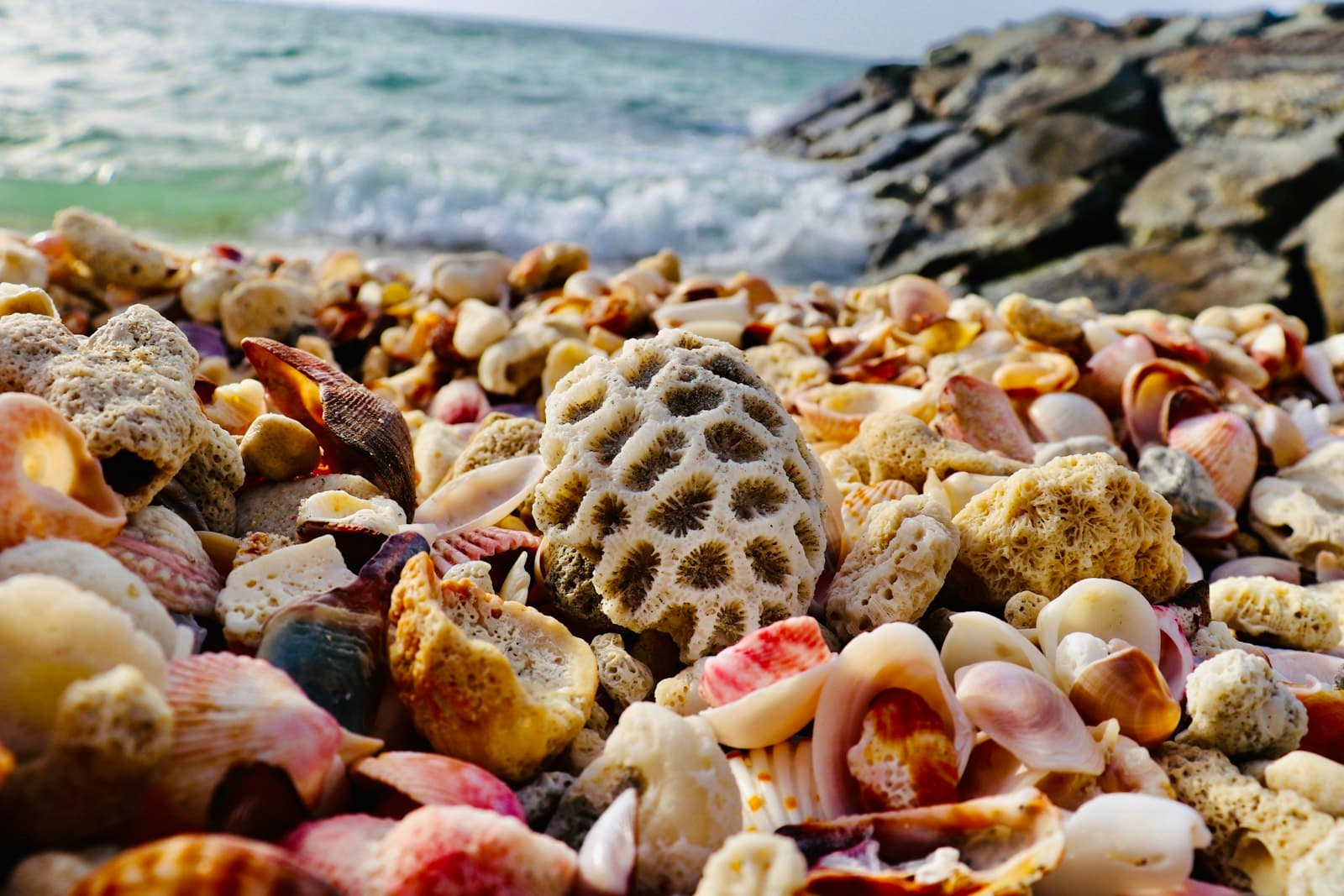 Ajman — white and brown seashells on seashore during daytime