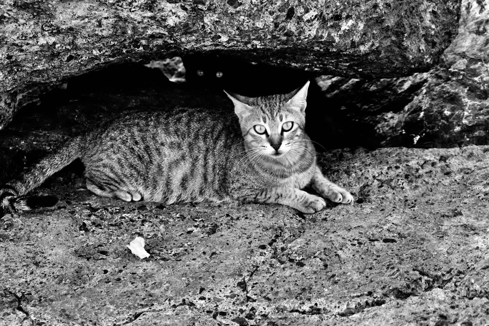 Ajman — grayscale photo of tabby cat