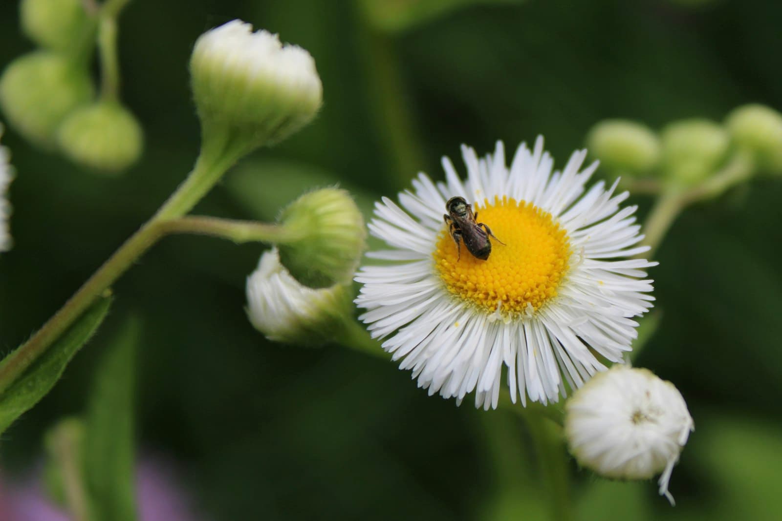 Akron — a bee sitting on top of a white flower