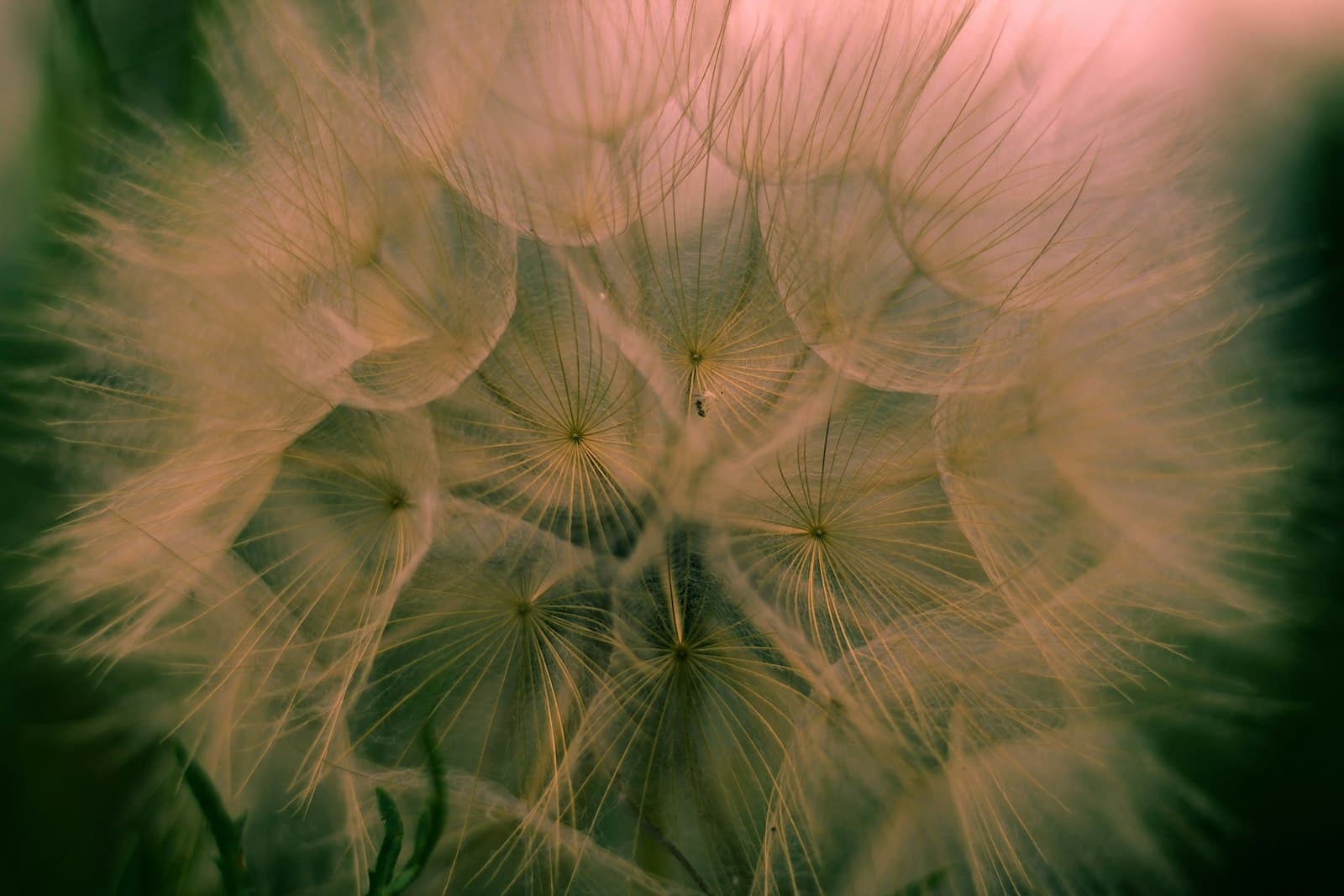 Albenga — macro photography of dandelion