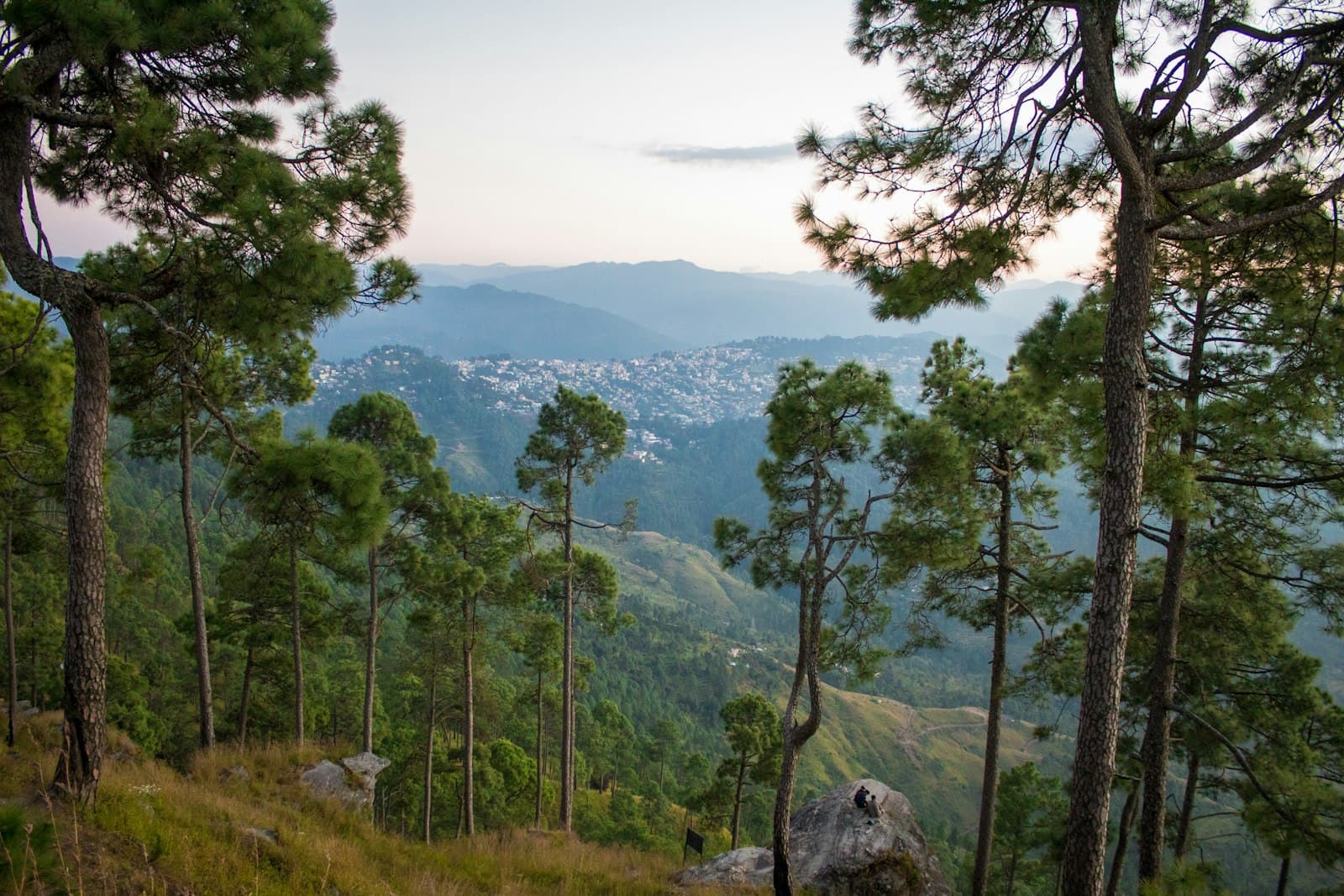 Almora — a forest with trees
