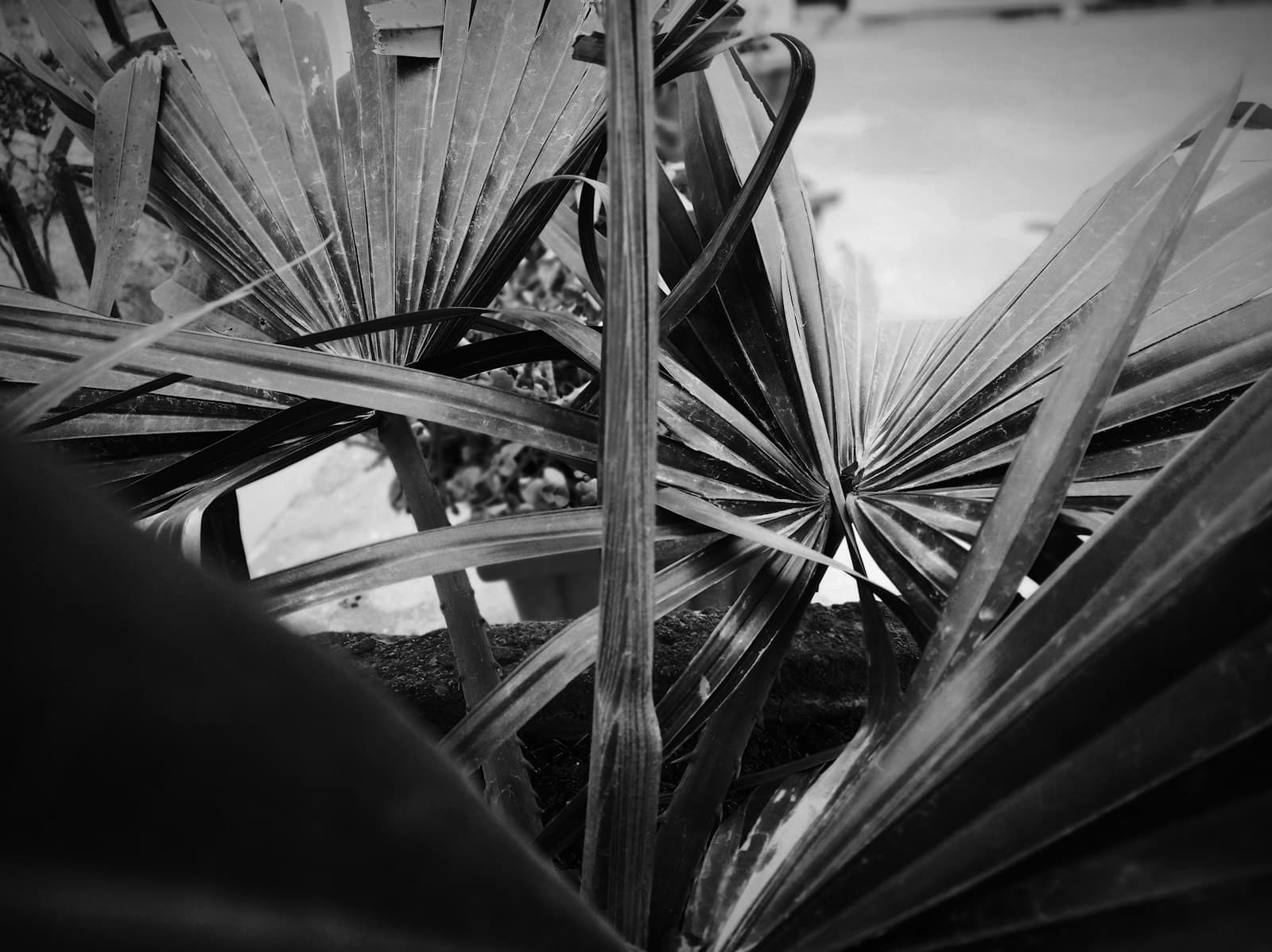 Alwar — a black and white photo of a plant