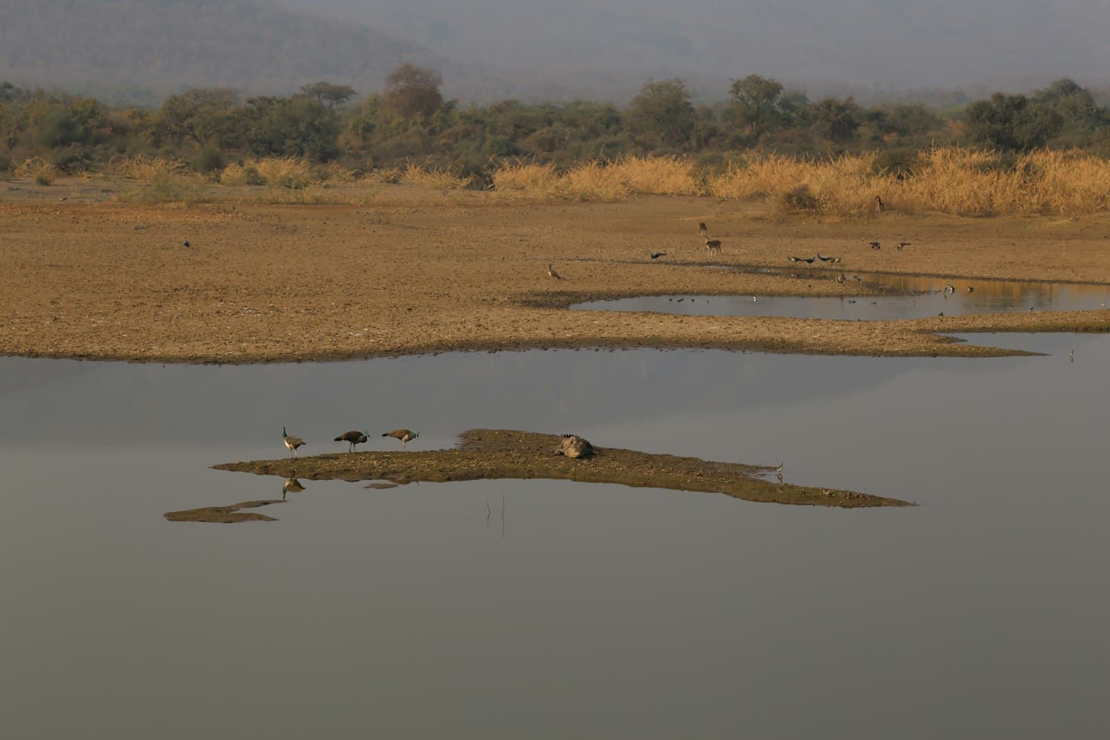 Alwar — a group of birds sitting on a log in a body of water