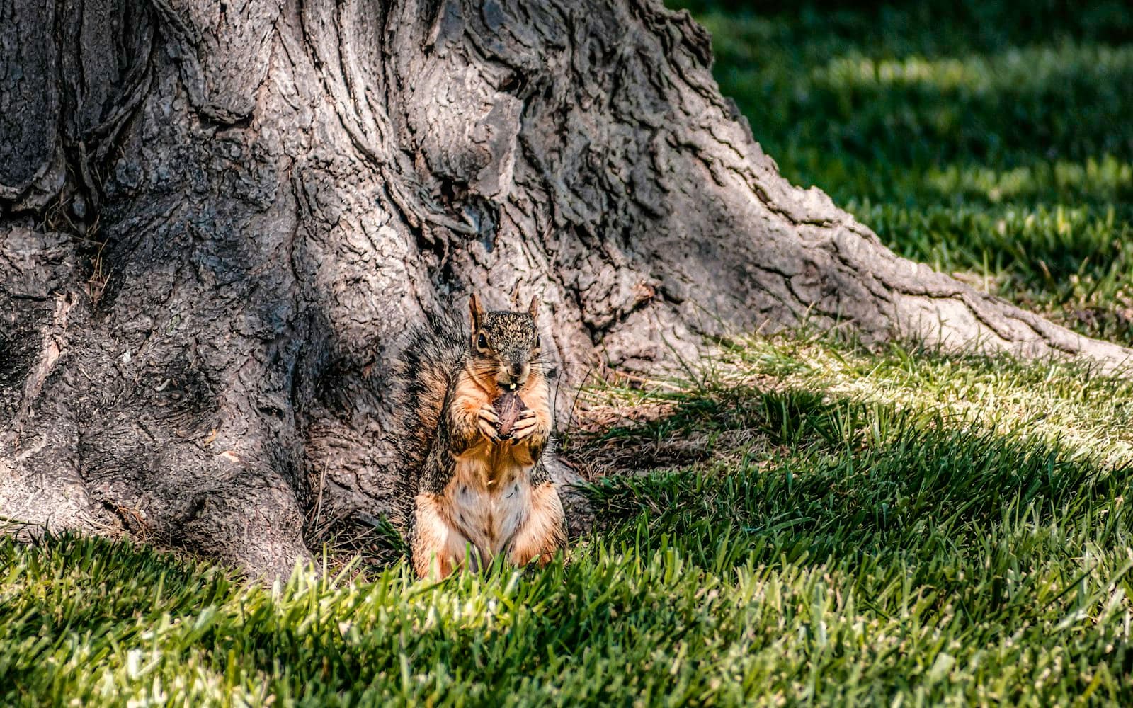 Amarillo — a lion lying in the grass