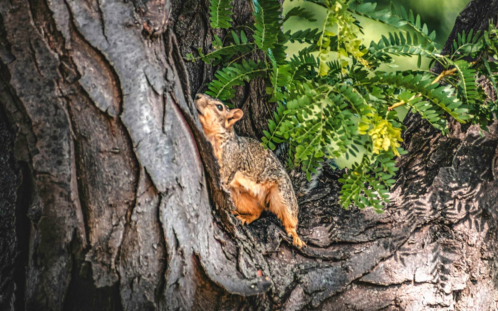 Amarillo — a small animal on a tree
