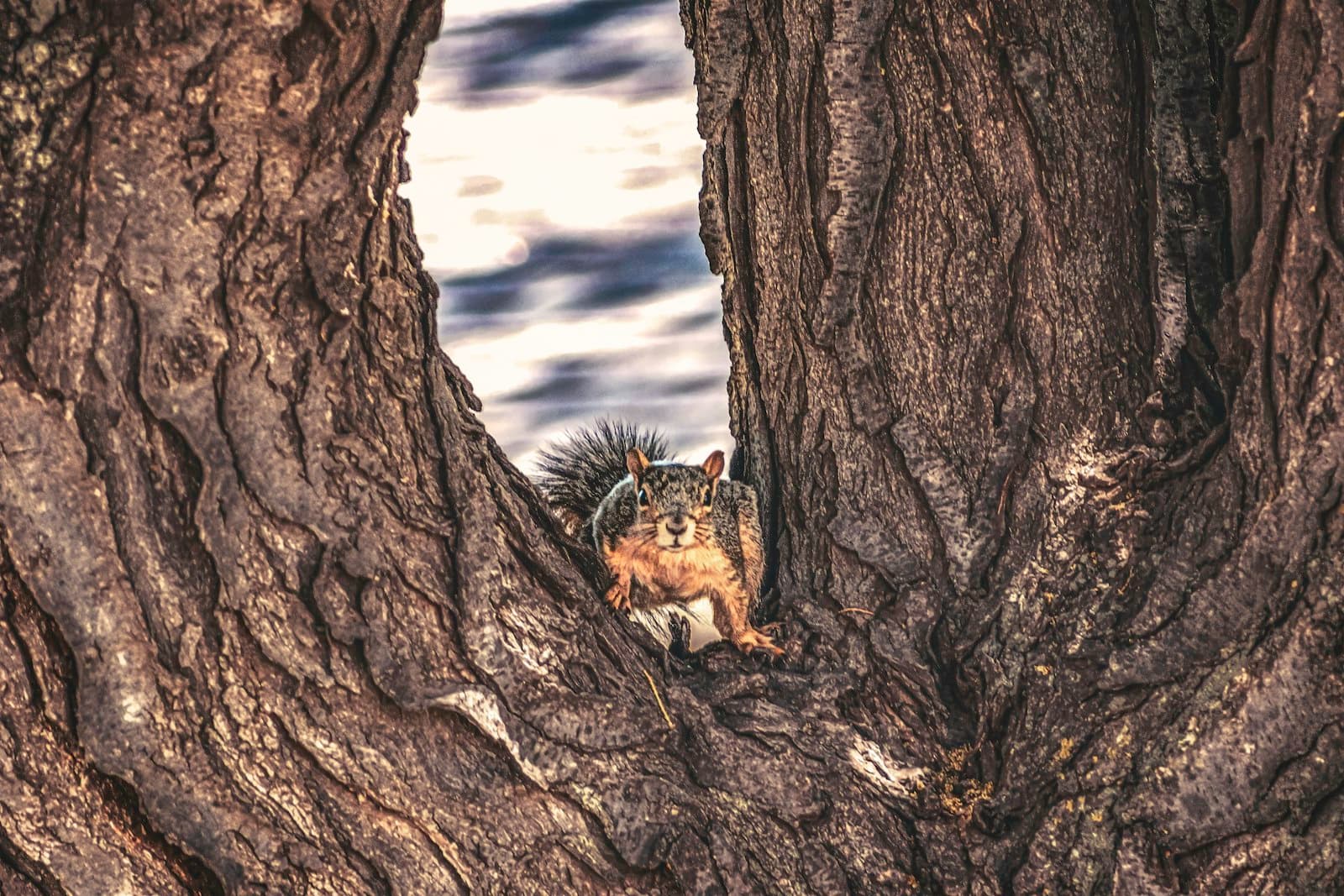 Amarillo — a dog standing on a tree