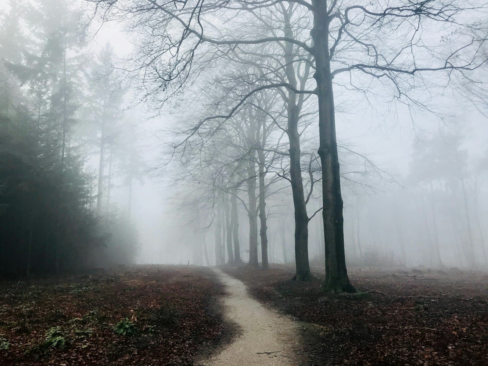Amerongen — photography of bare trees with fogs