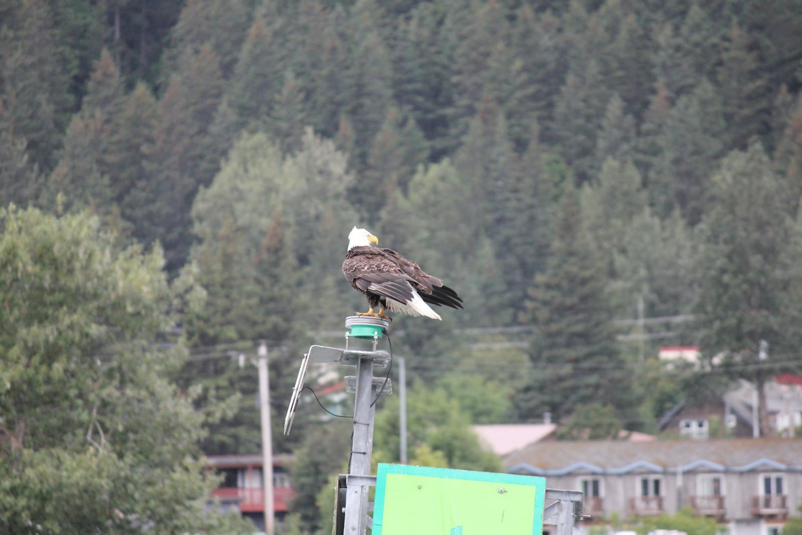 Anchorage — a bird sitting on a pole