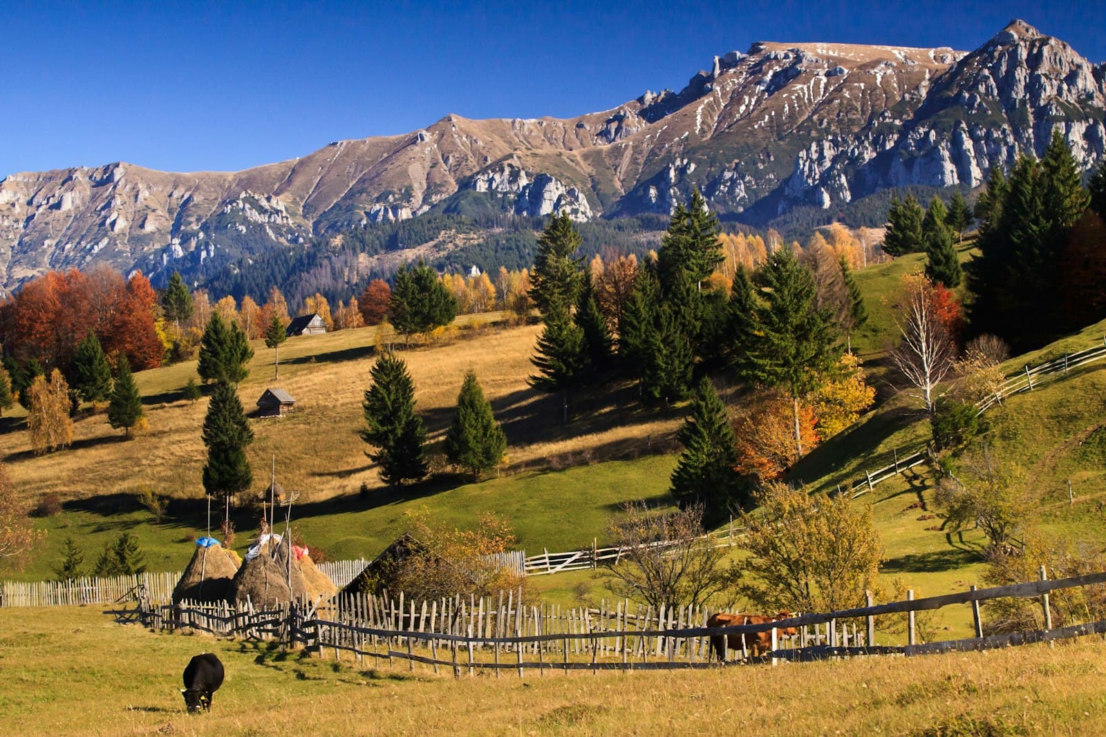 Arad — green pine trees near mountain under blue sky during daytime