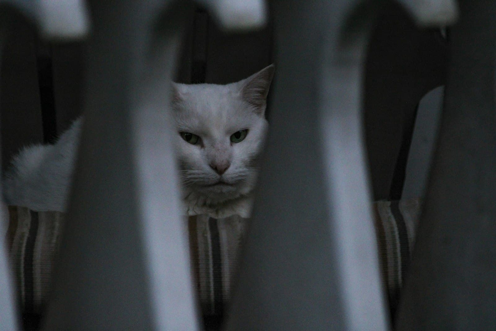 Atlanta — A white cat peeking out from behind a fence