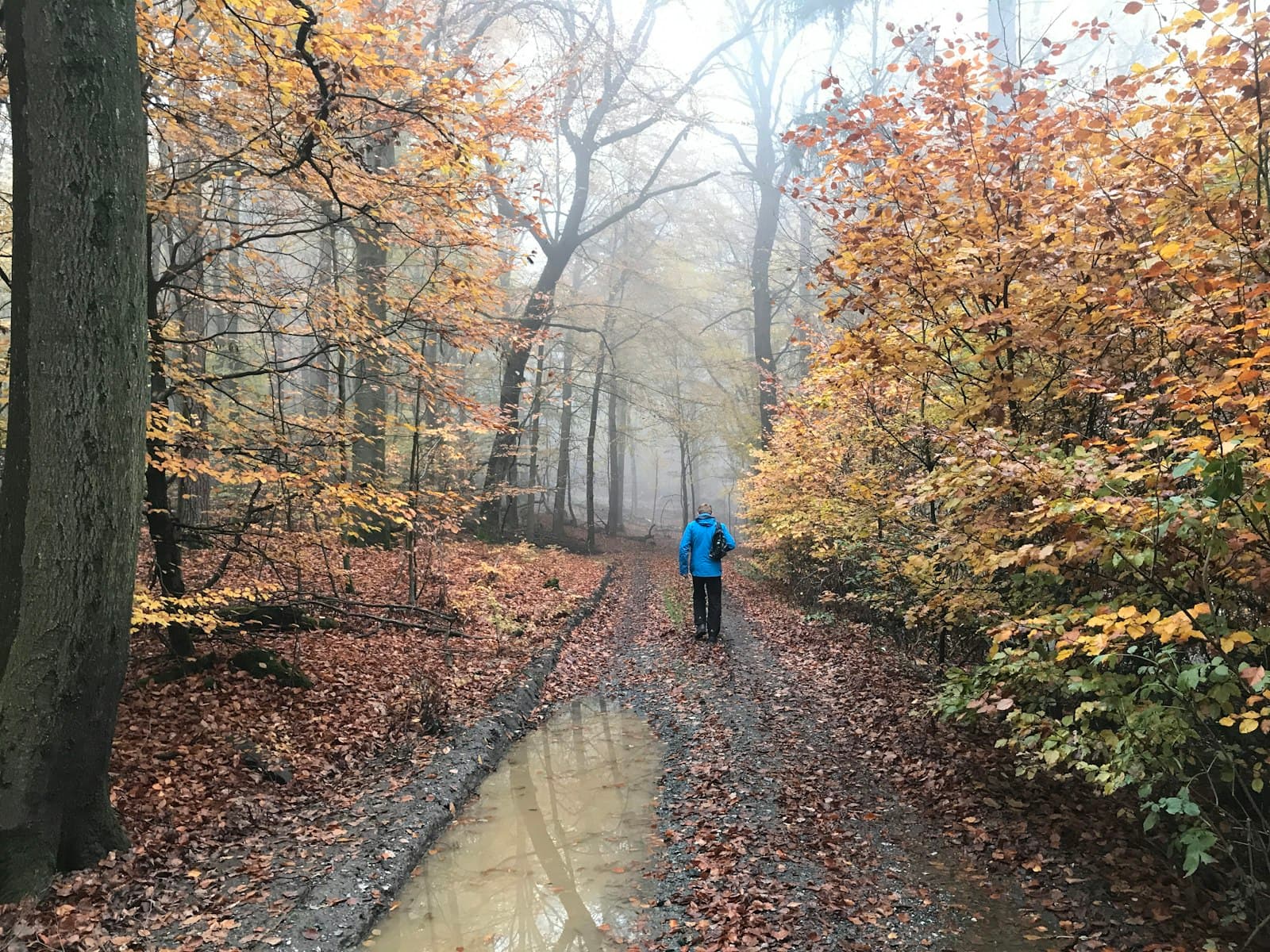 Bad Homburg — person walking between trees during daytime