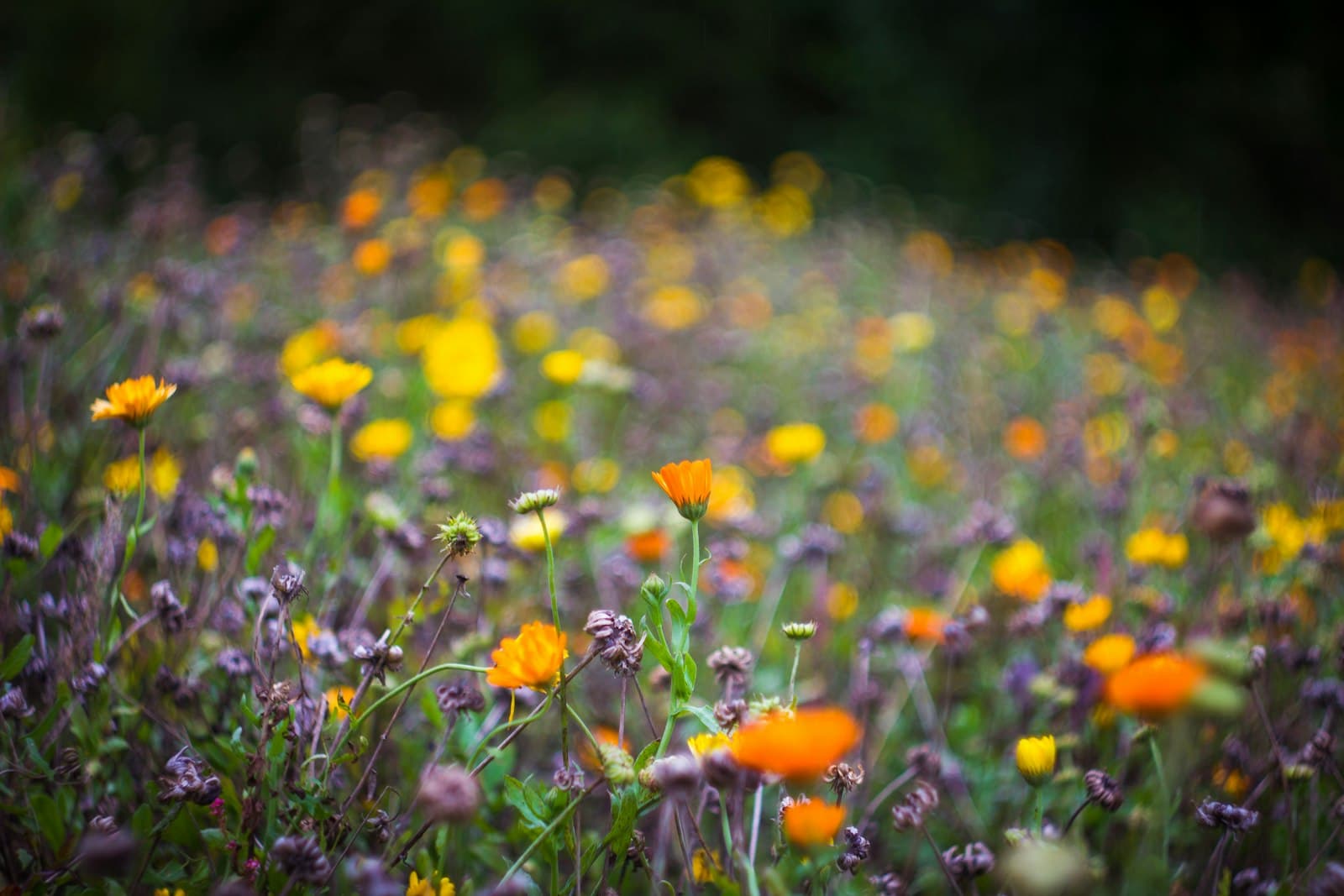 Bad Windsheim — selective focus photography of orange and yellow petaled flowers