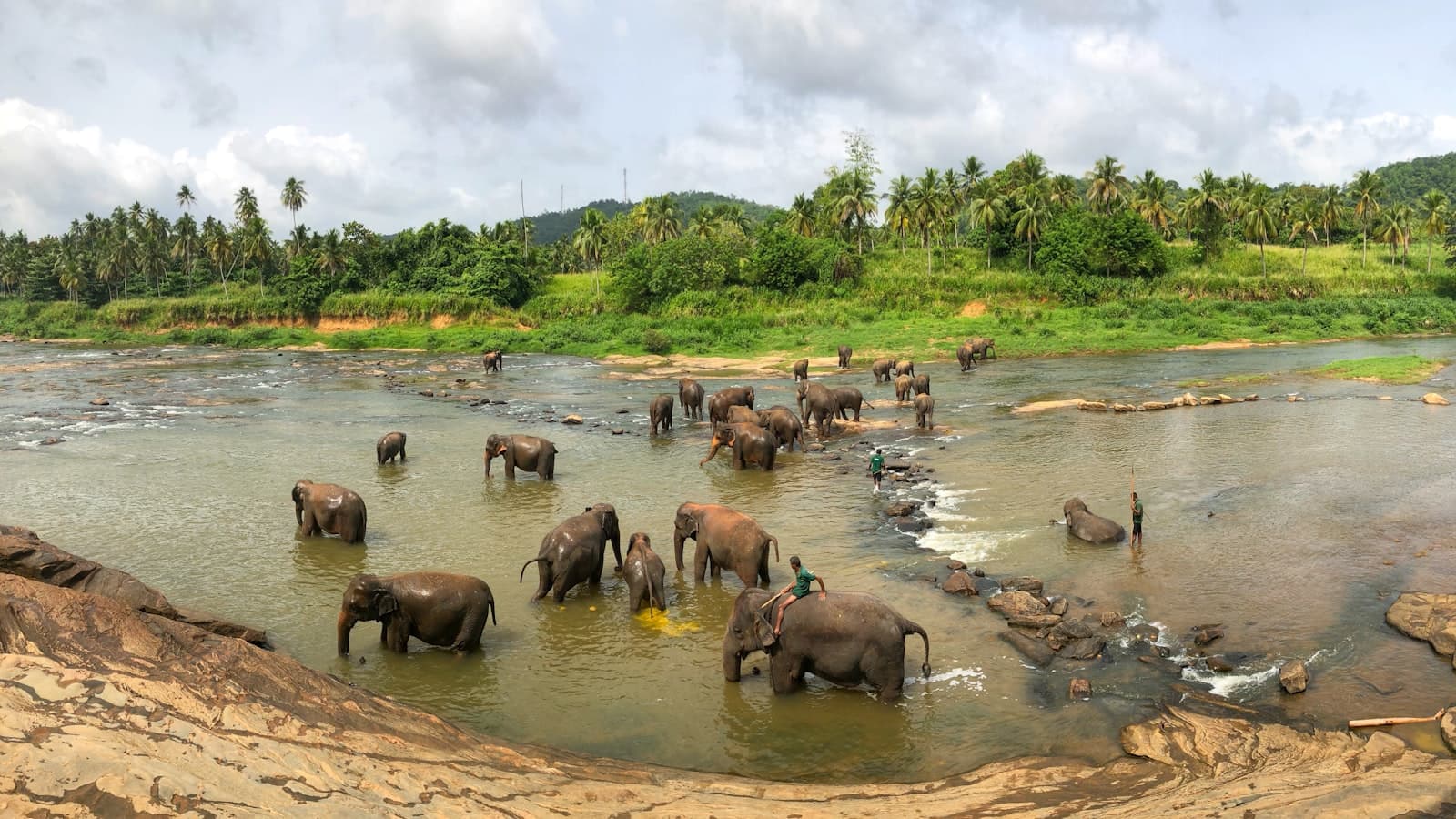 Badulla — black elephants on body of water at daytime