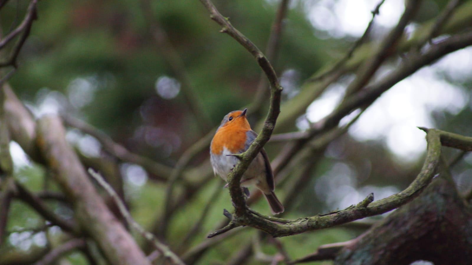 Bangor — a small bird perched on a branch of a tree