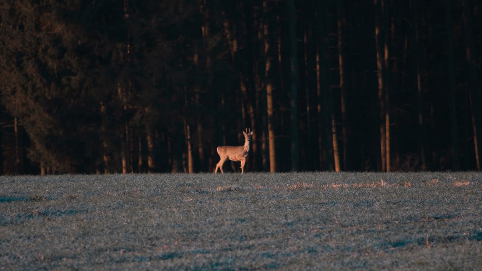 Bayreuth — brown deer on forest during daytime