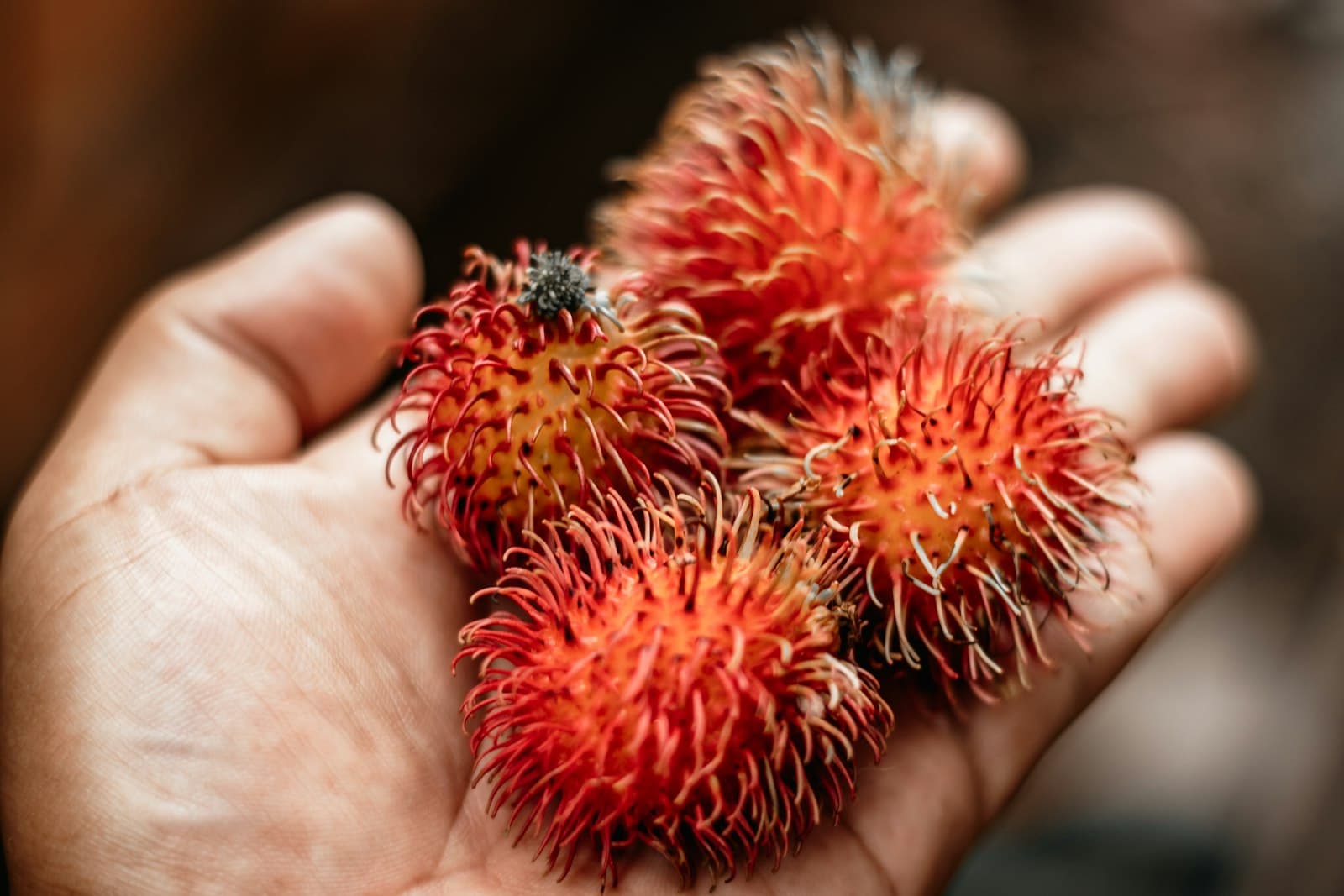 Belém — a hand holding a red raspberry