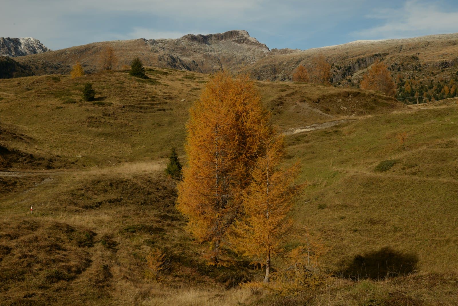 Belluno — a lone tree in a grassy field with mountains in the background