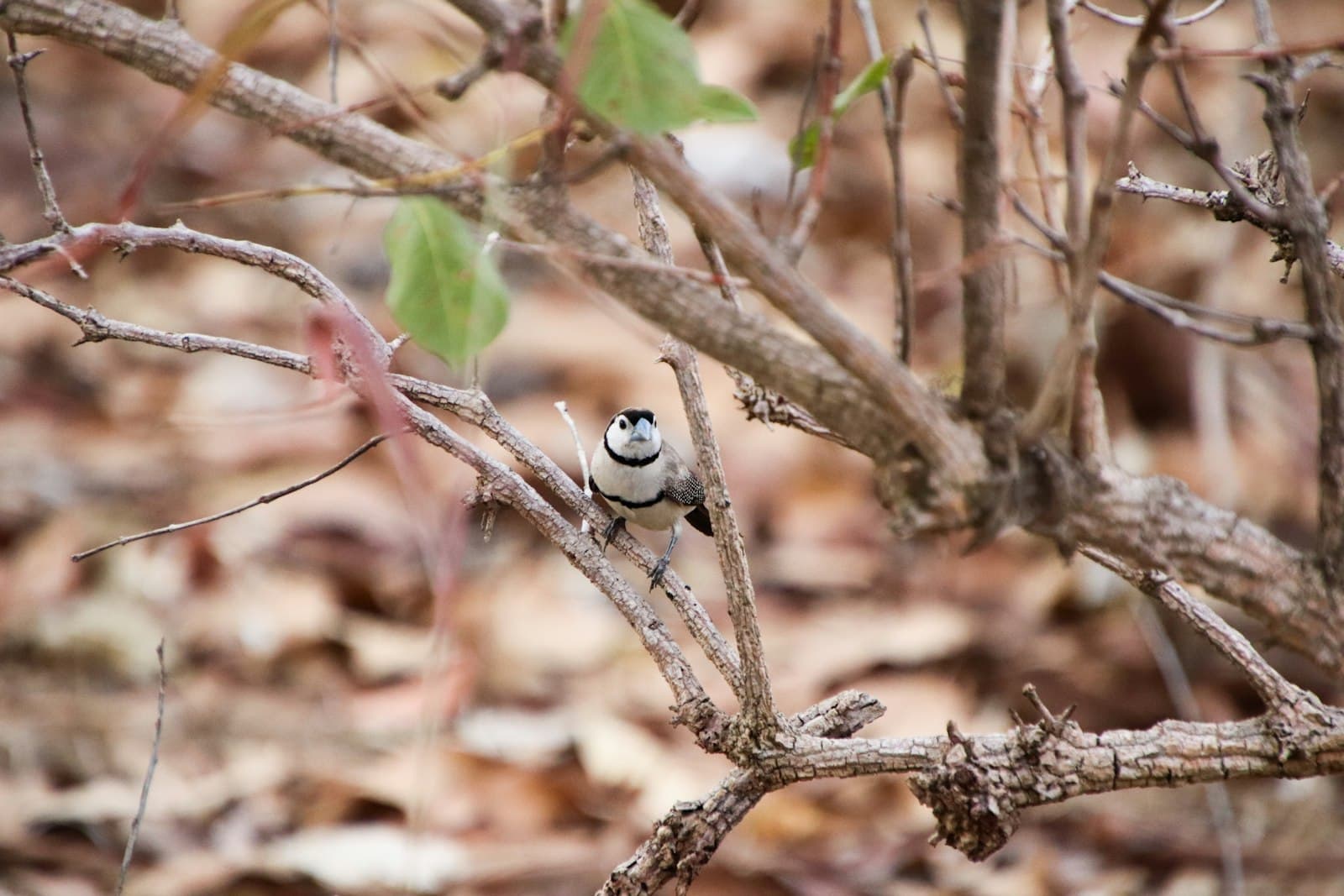Berry — a small bird perched on a tree branch