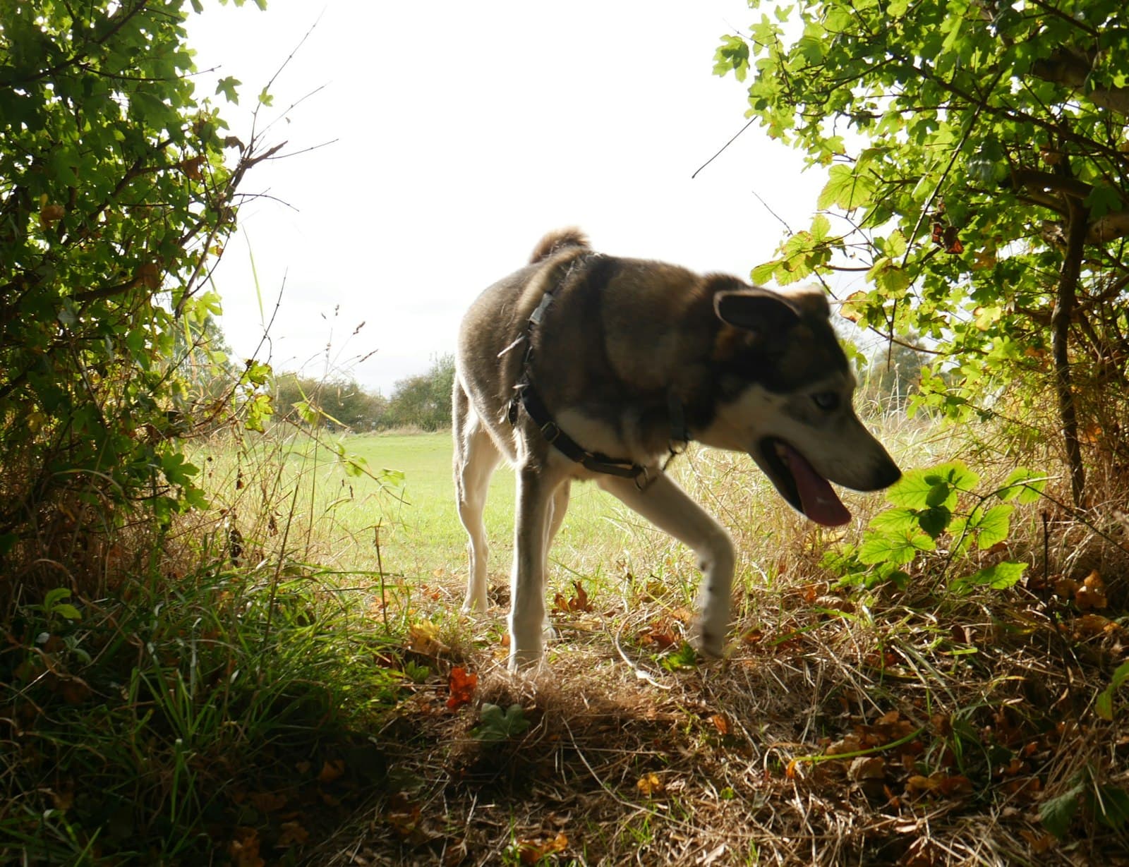 Beverley — A dog walking through a forest filled with trees