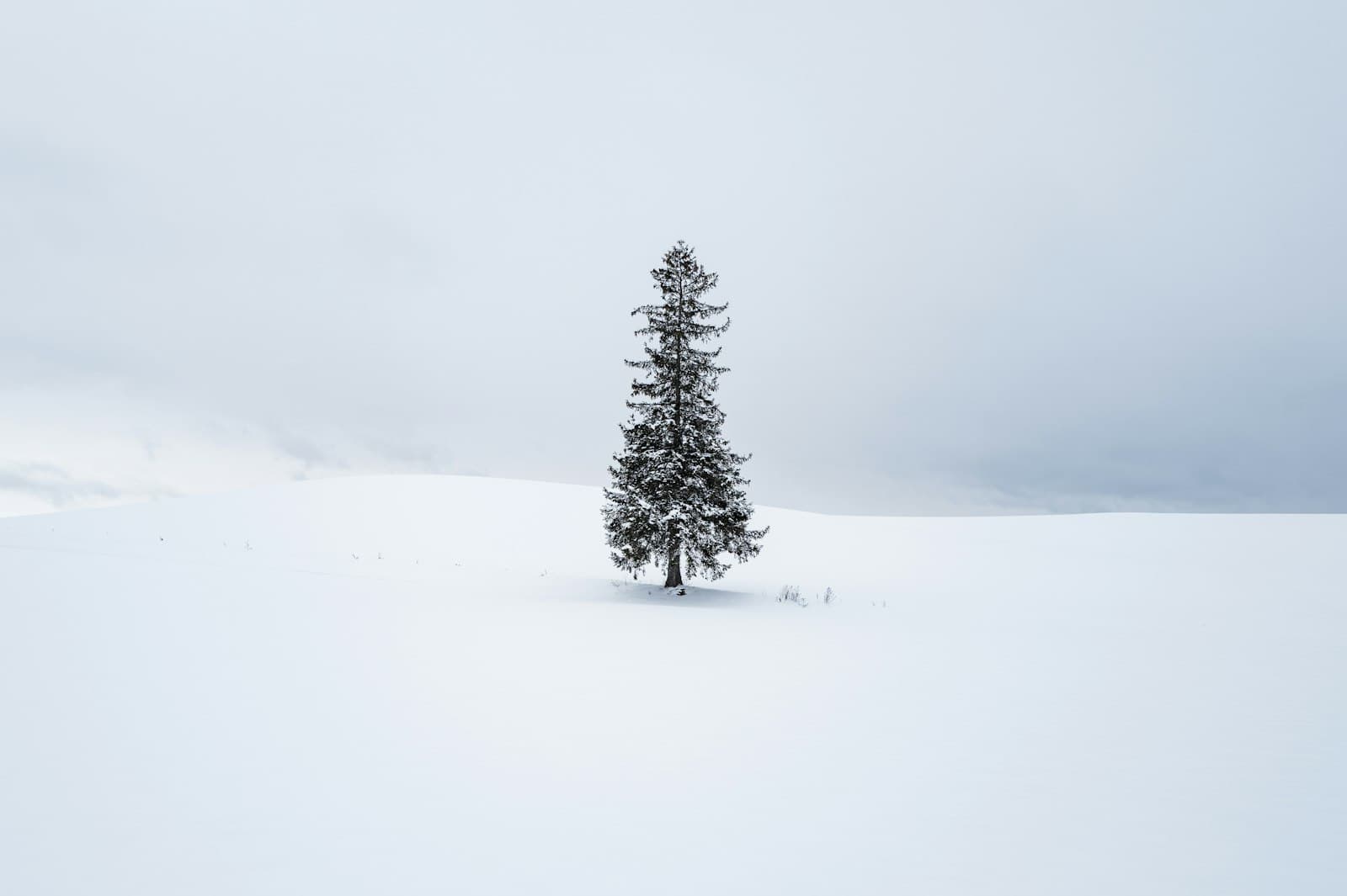 Biei — A lone tree stands alone in a snowy field