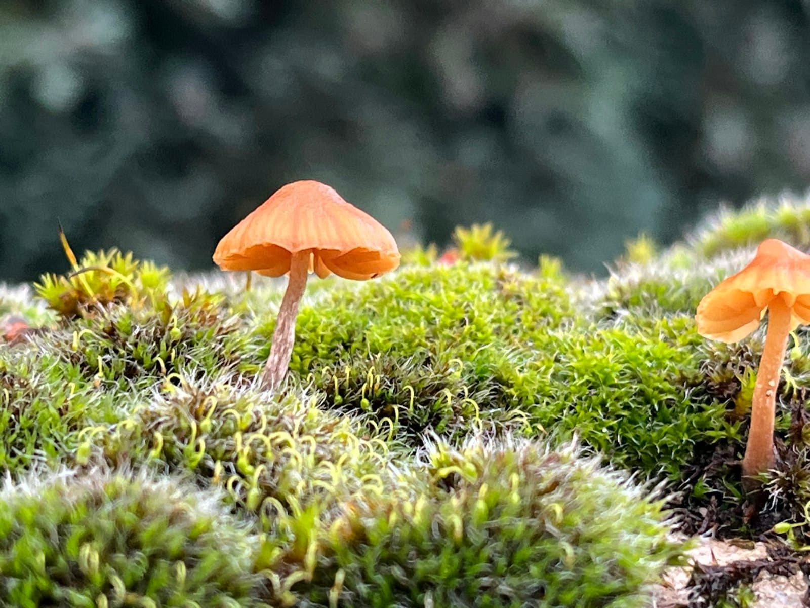 Bielefeld — a couple of mushrooms sitting on top of a moss covered ground