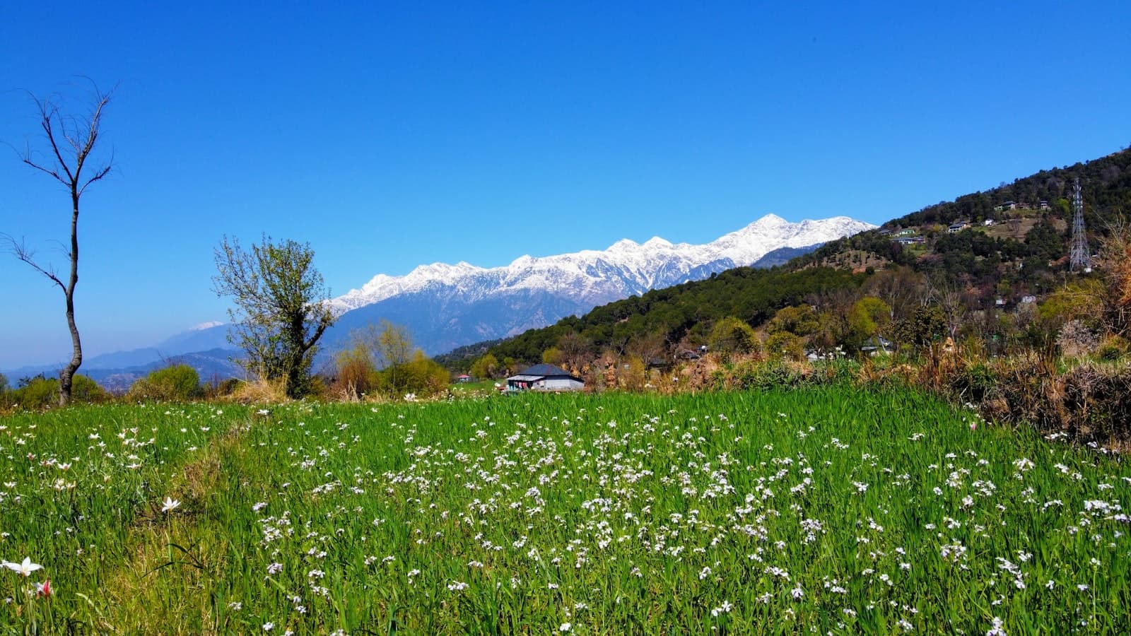 Bir — green grass field near mountain under blue sky during daytime