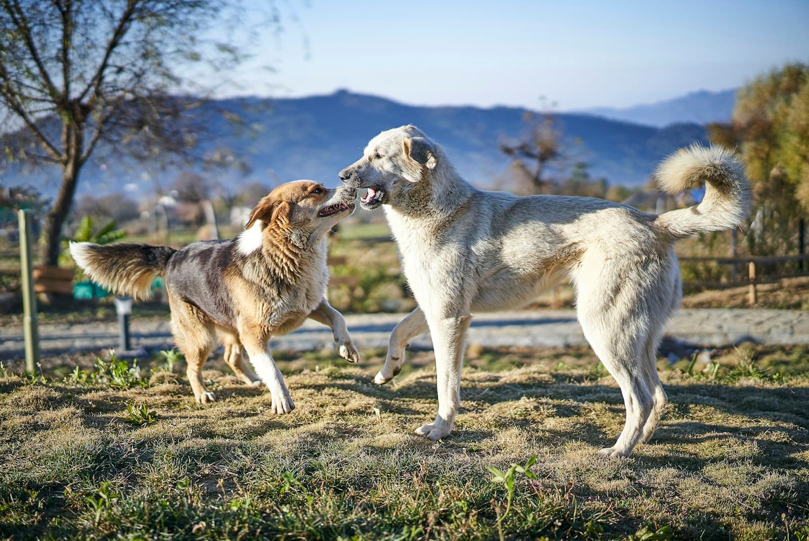 Bir — two assorted breed of dogs playing on green field