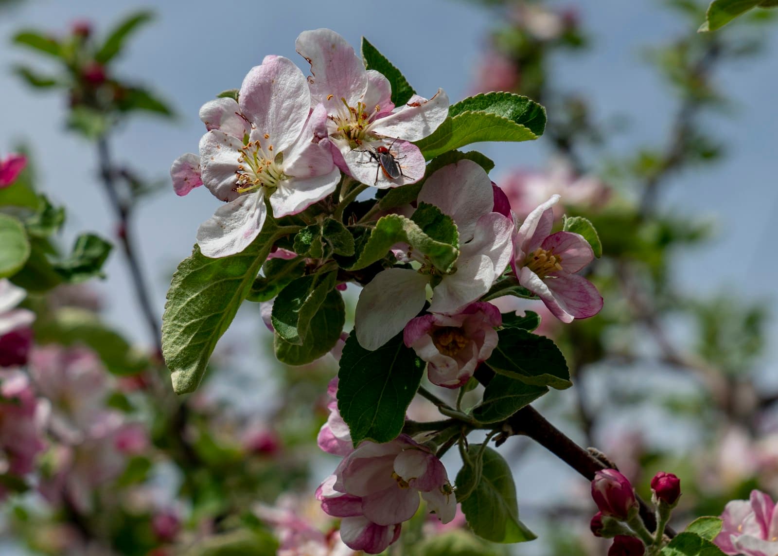 Blagoevgrad — white and pink flower in tilt shift lens