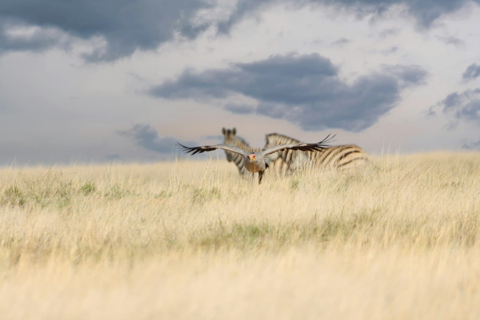 Bloemfontein — two zebras in a field with a cloudy sky in the background