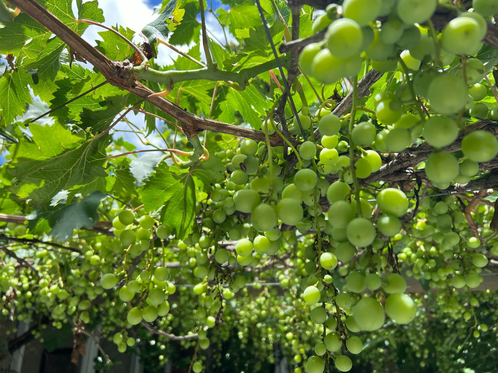 Bloemfontein — a bunch of green grapes hanging from a tree