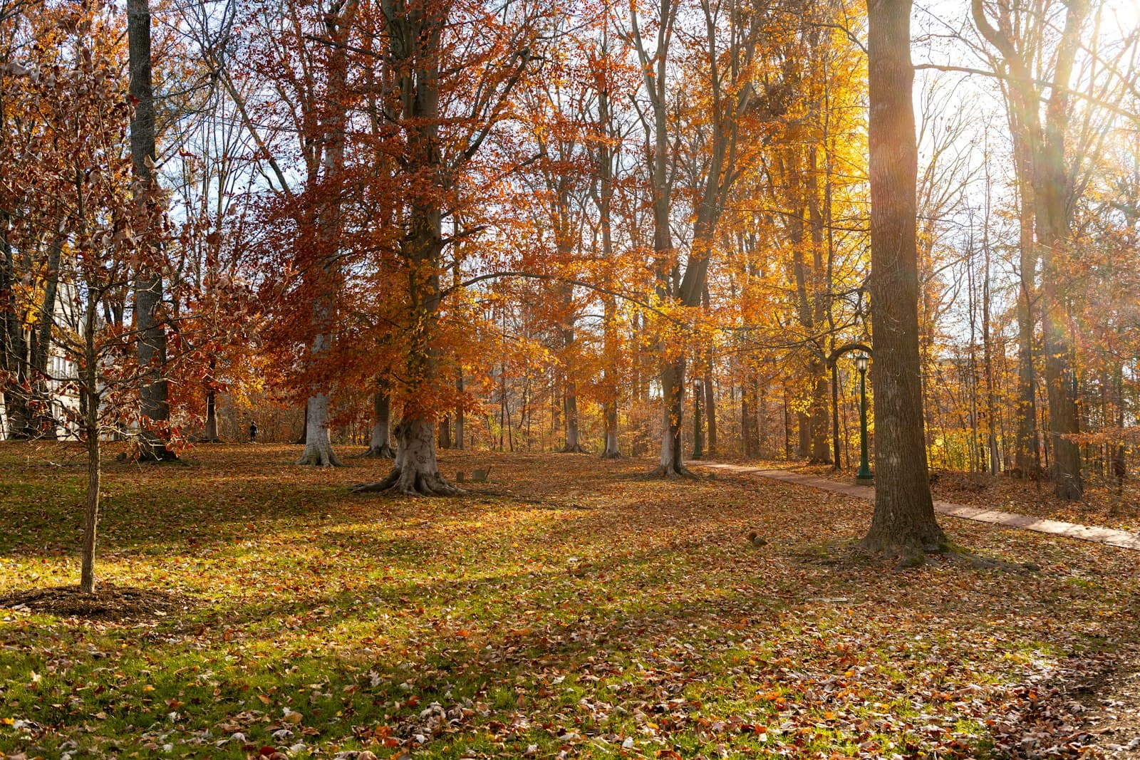 Bloomington — The sun shines through the trees in a wooded area
