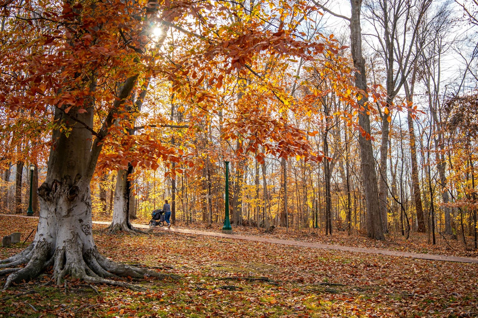 Bloomington — A tree in the middle of a forest with lots of leaves on the ground