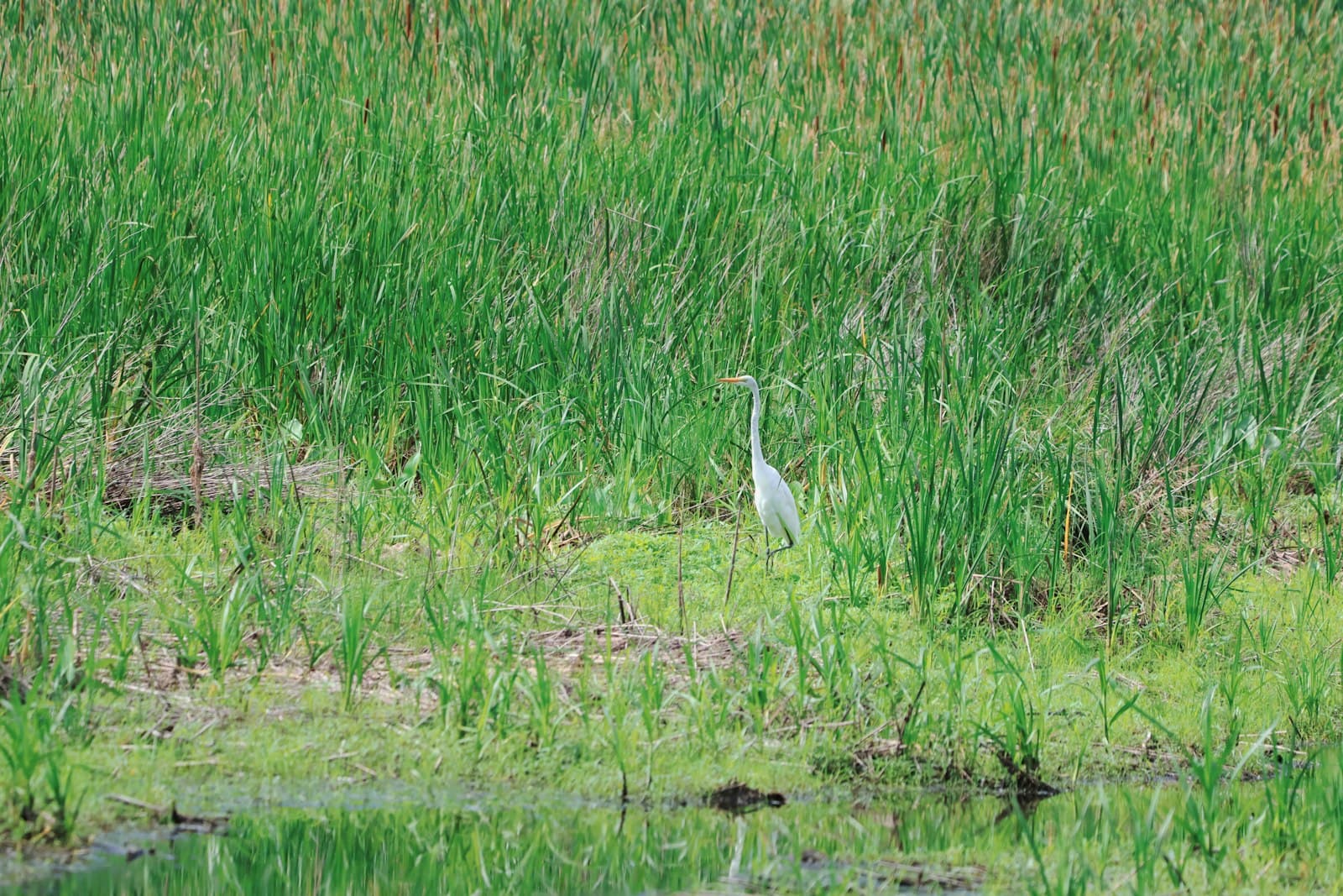 Bloomington — A gray bird stands in tall green grass near water.