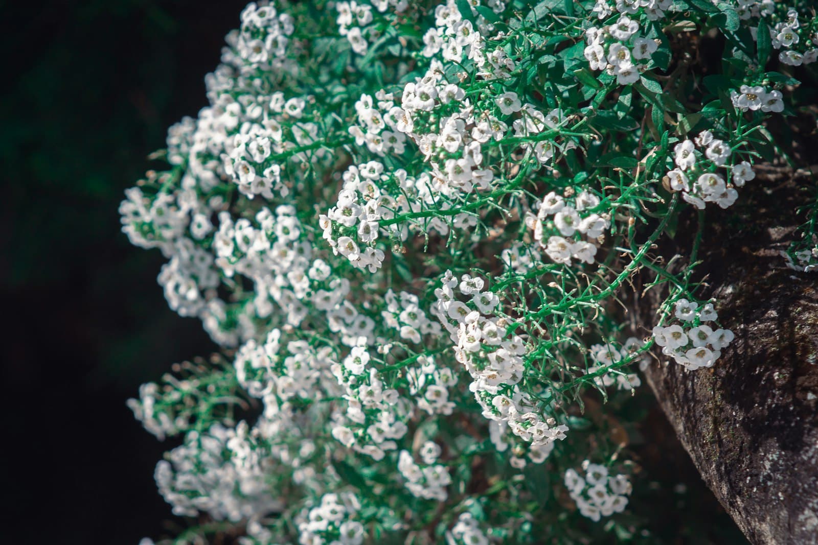 Blumenau — a close up of a plant