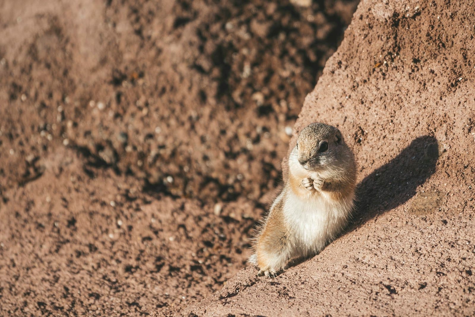Boulder City — brown and white rodent on brown soil