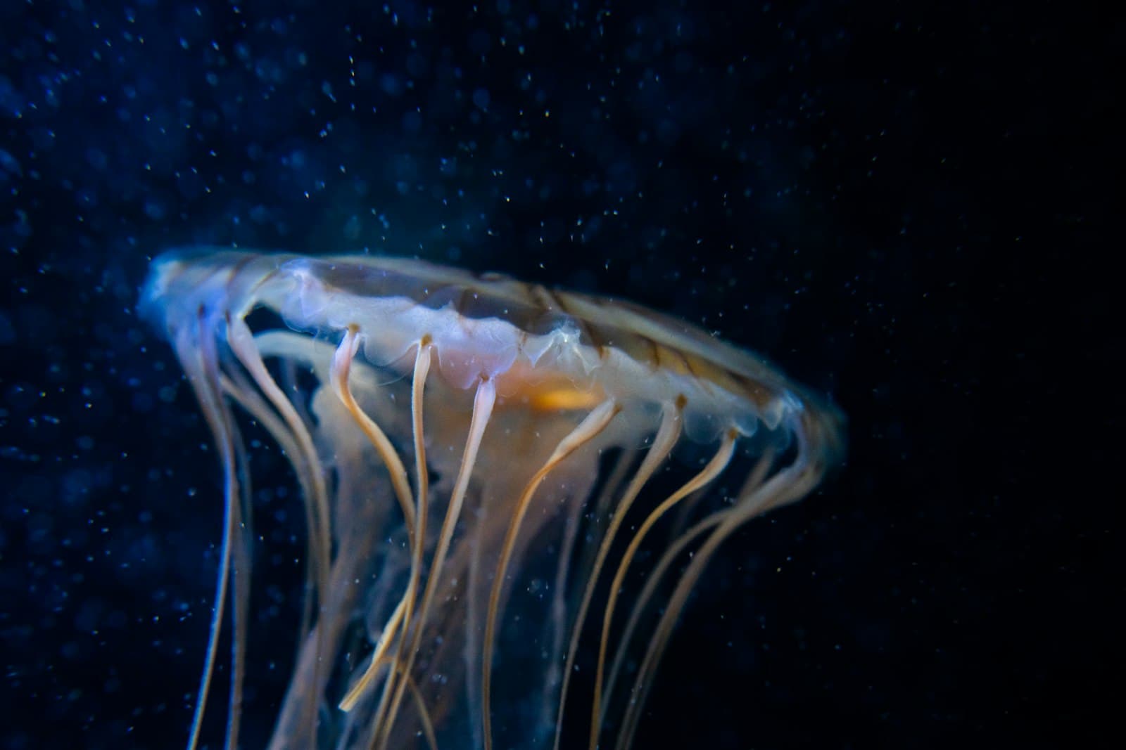 Boulogne-sur-Mer — white and yellow jellyfish