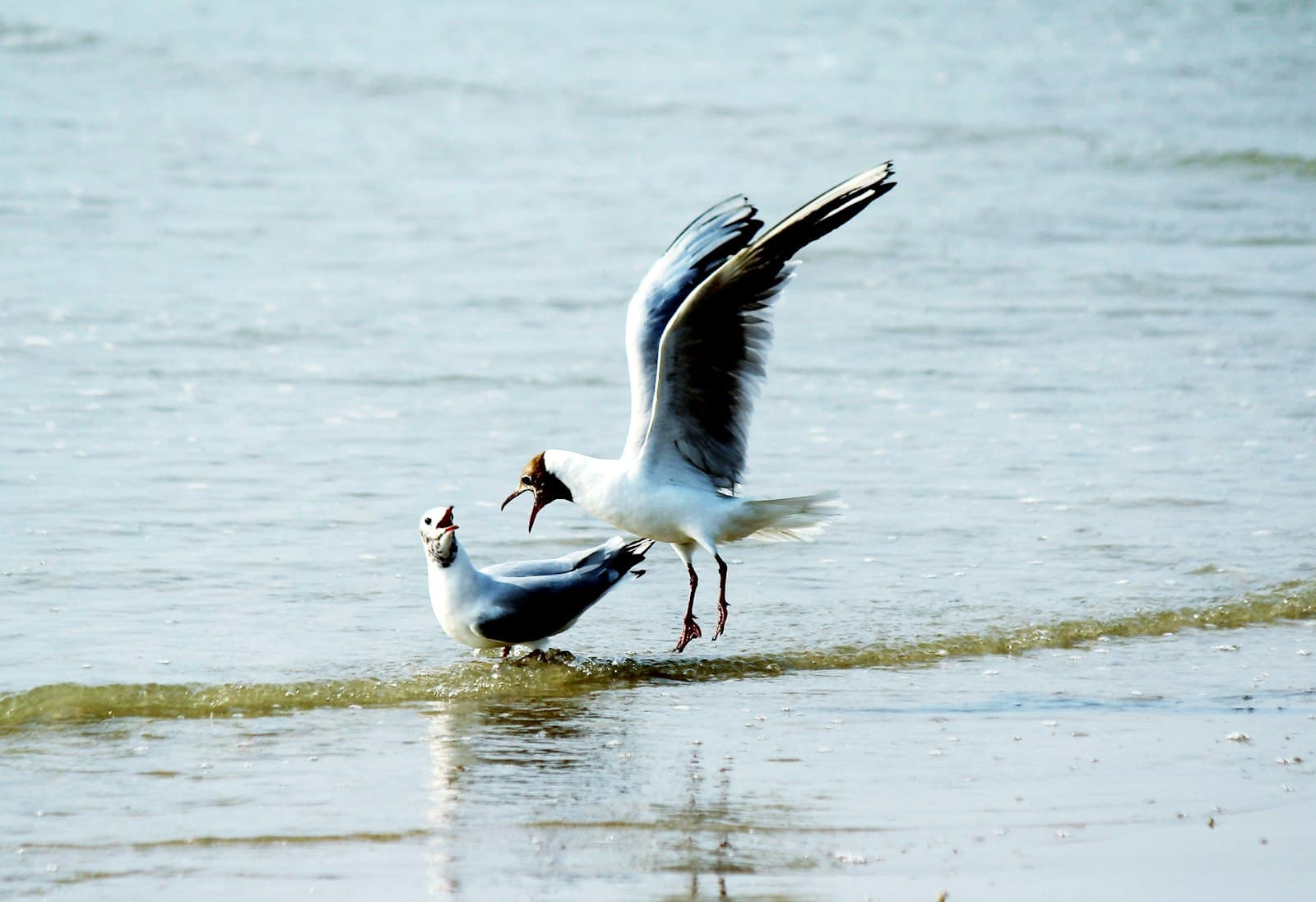 Boulogne-sur-Mer — a couple of birds standing on top of a beach