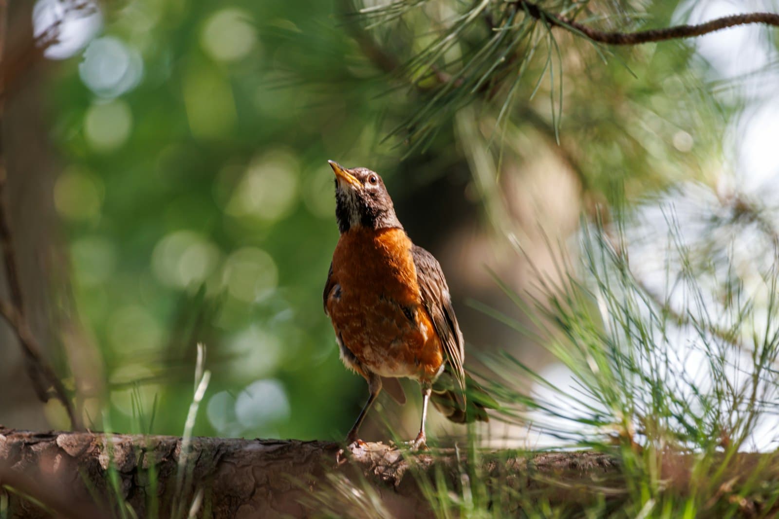 Brampton — A small bird perched on a tree branch