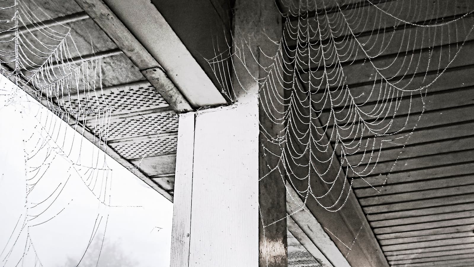 Branson — grayscale photo of web