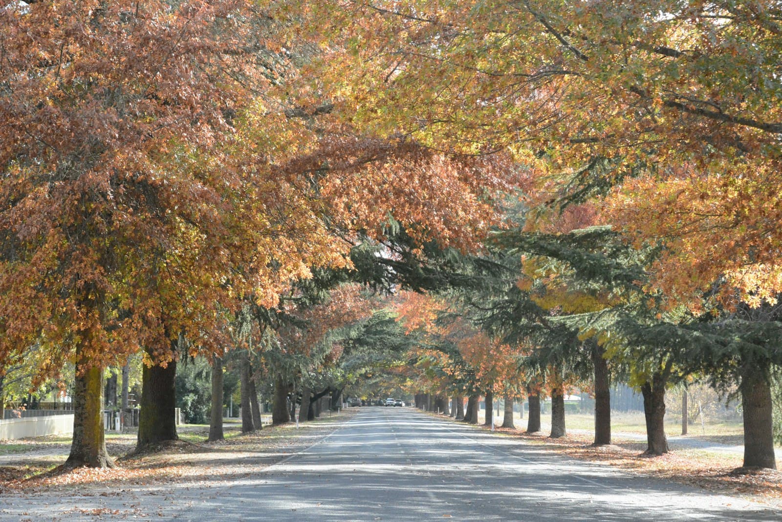 Bright — A tree-lined road in autumn with colorful leaves.
