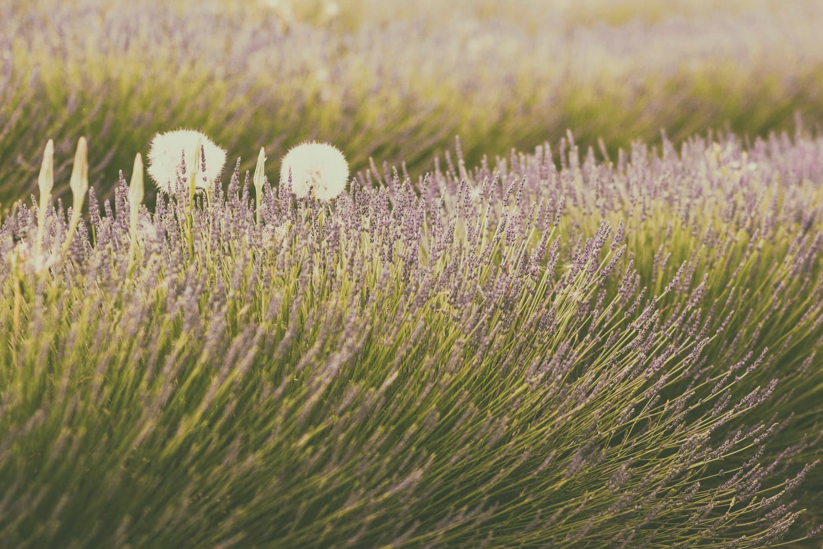 Brihuega — white flower on green grass field during daytime