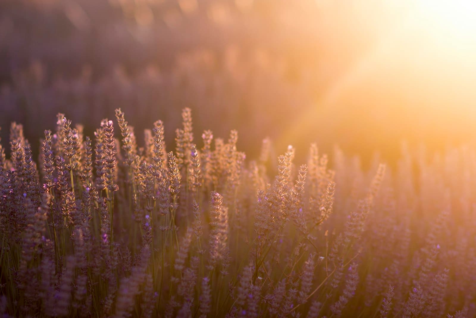 Brihuega — green grass field during sunset