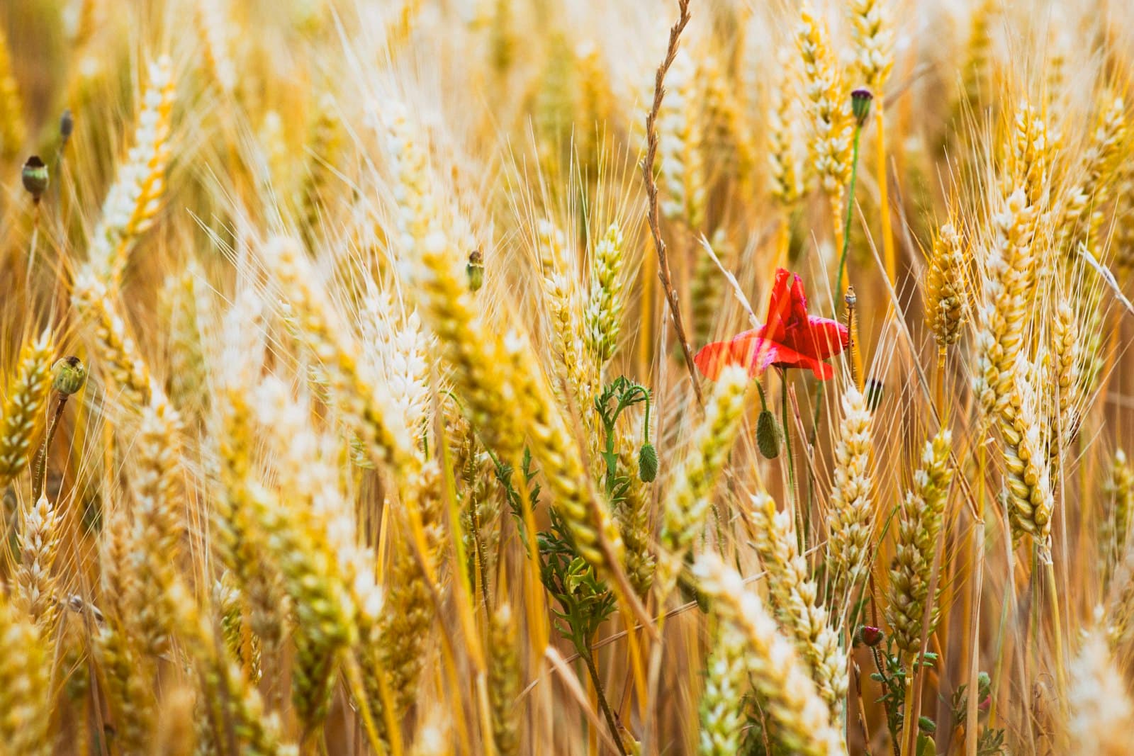Brihuega — red maple leaf on wheat field during daytime