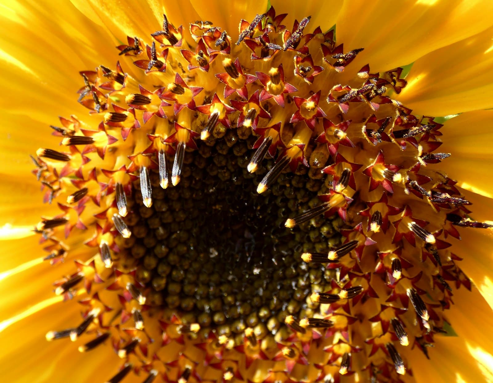 Bruniquel — yellow sunflower in close up photography