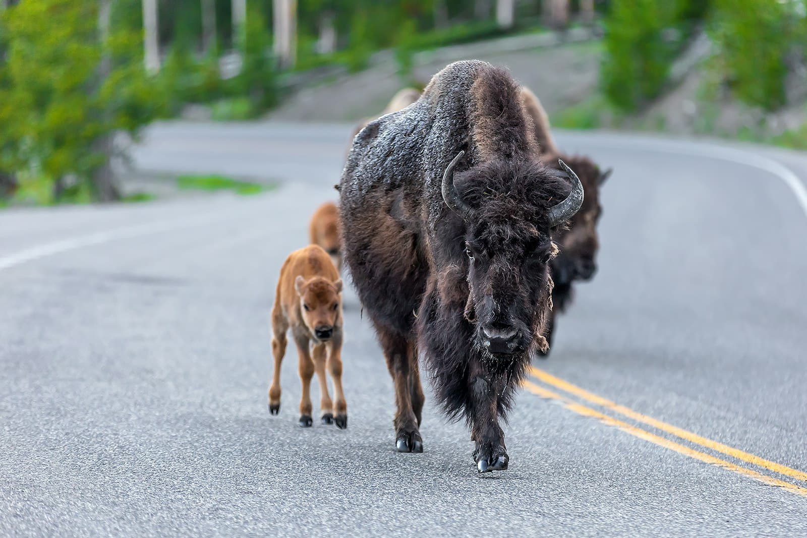 Buffalo — a bison and calf walking down a road