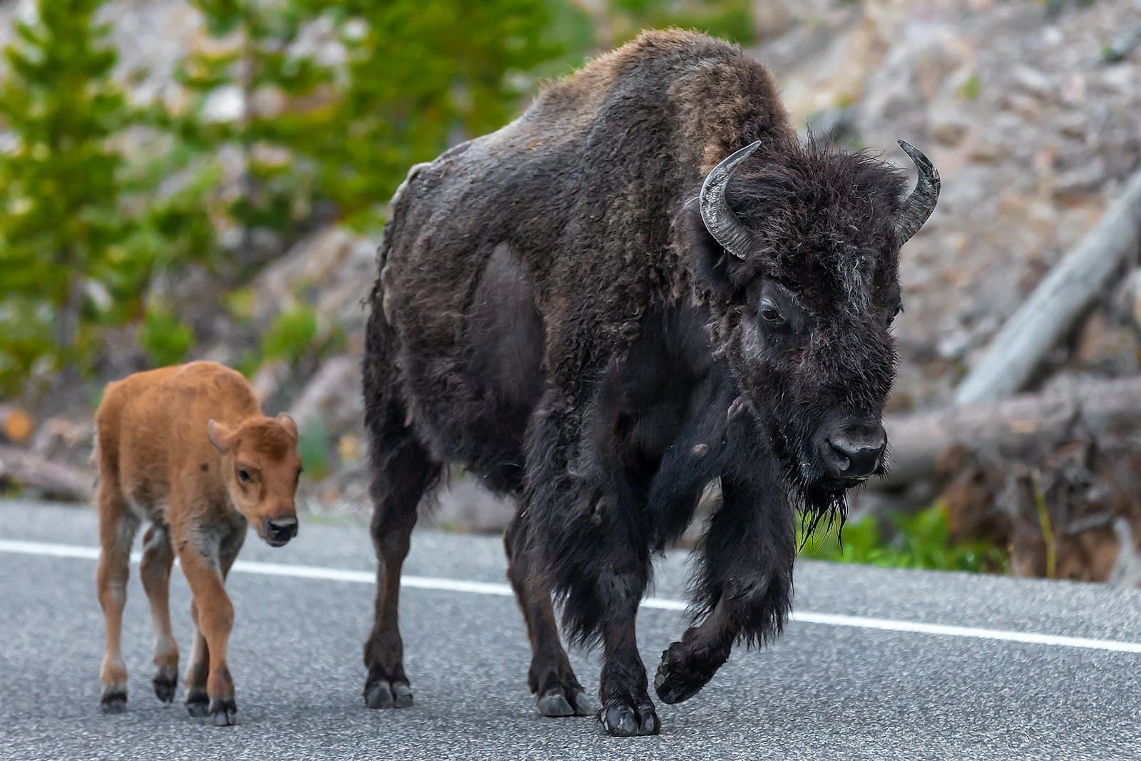 Buffalo — an adult bison and a baby bison walking down a road