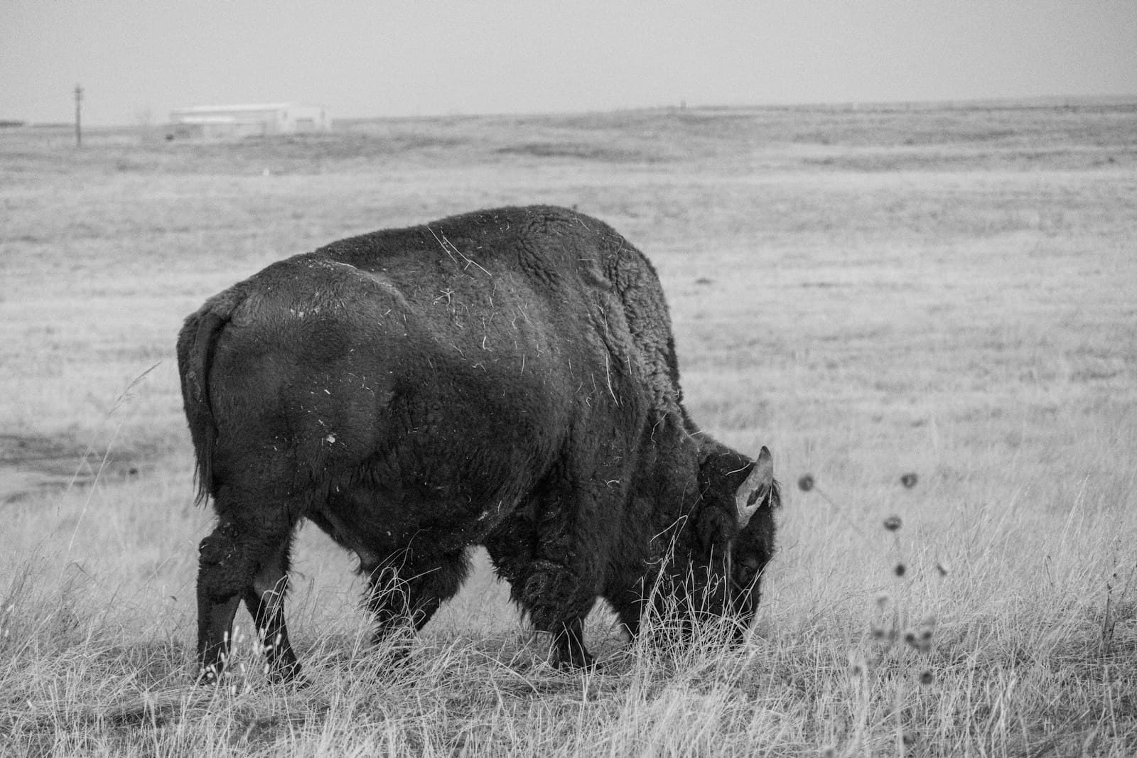 Buffalo — a black and white photo of a bison grazing in a field