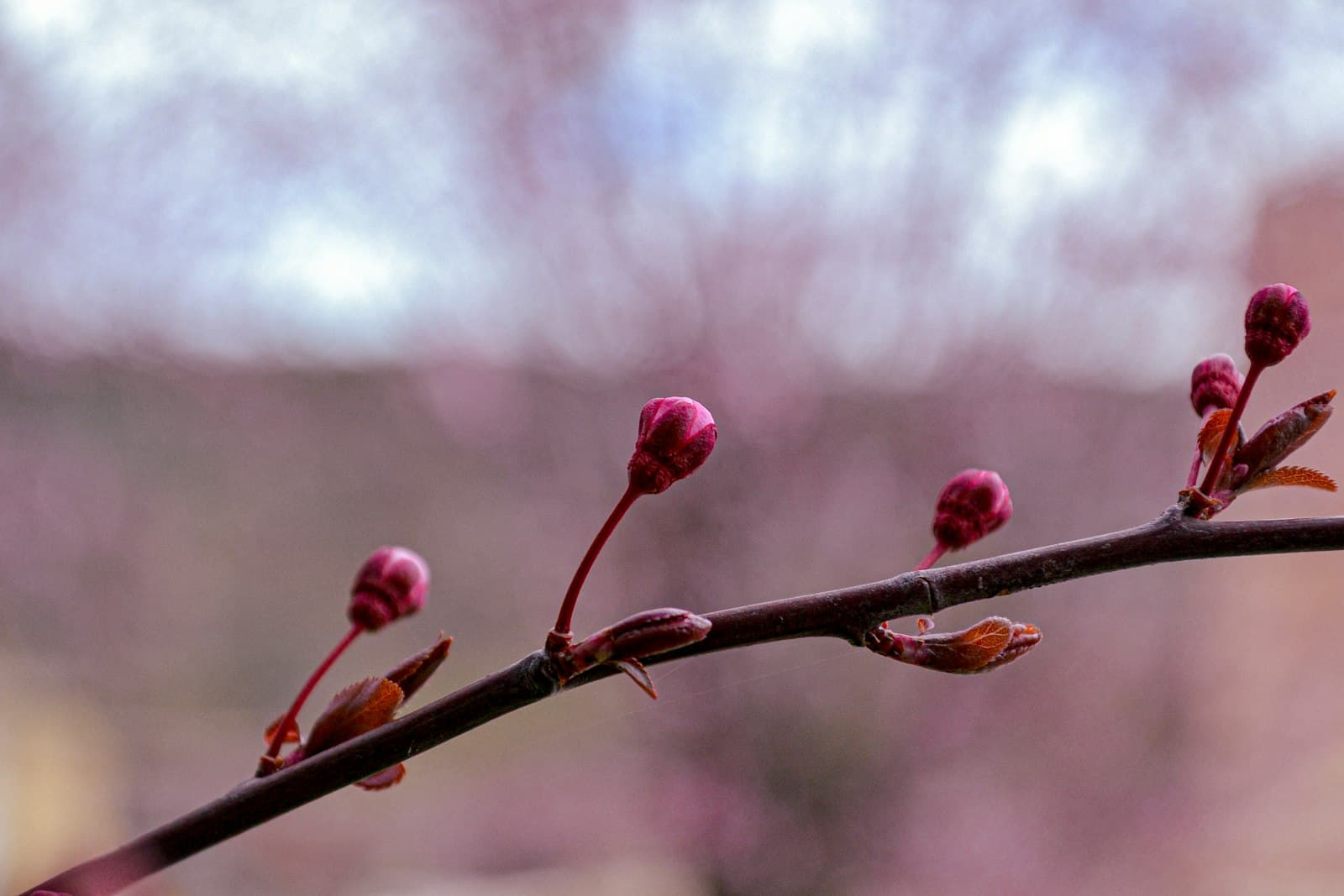 Buitrago del Lozoya — Pink flower buds on a tree branch.